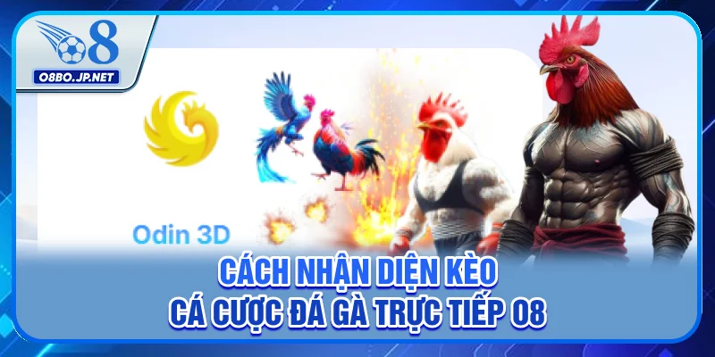 Cách nhận diện kèo cá cược đá gà trực tiếp O8